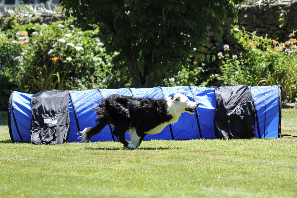 Better Sporting Dogs 5 Piece Dog Agility Equipment Set –  with Jumps, Tunnel, Pause Box & Weave Poles