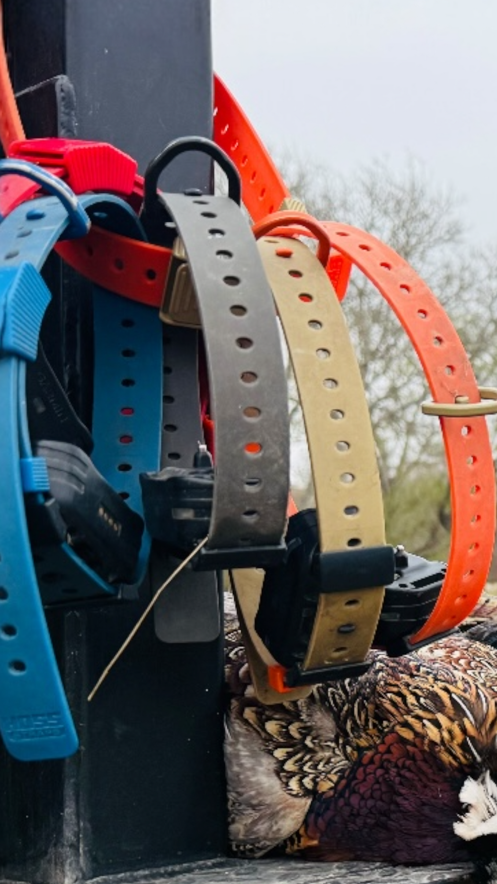 Training Collar Setup