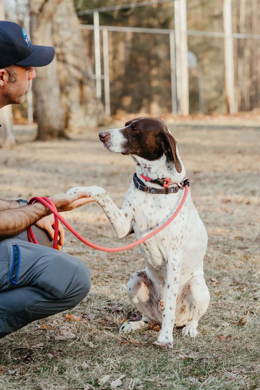 Dual Control Leash, 7'