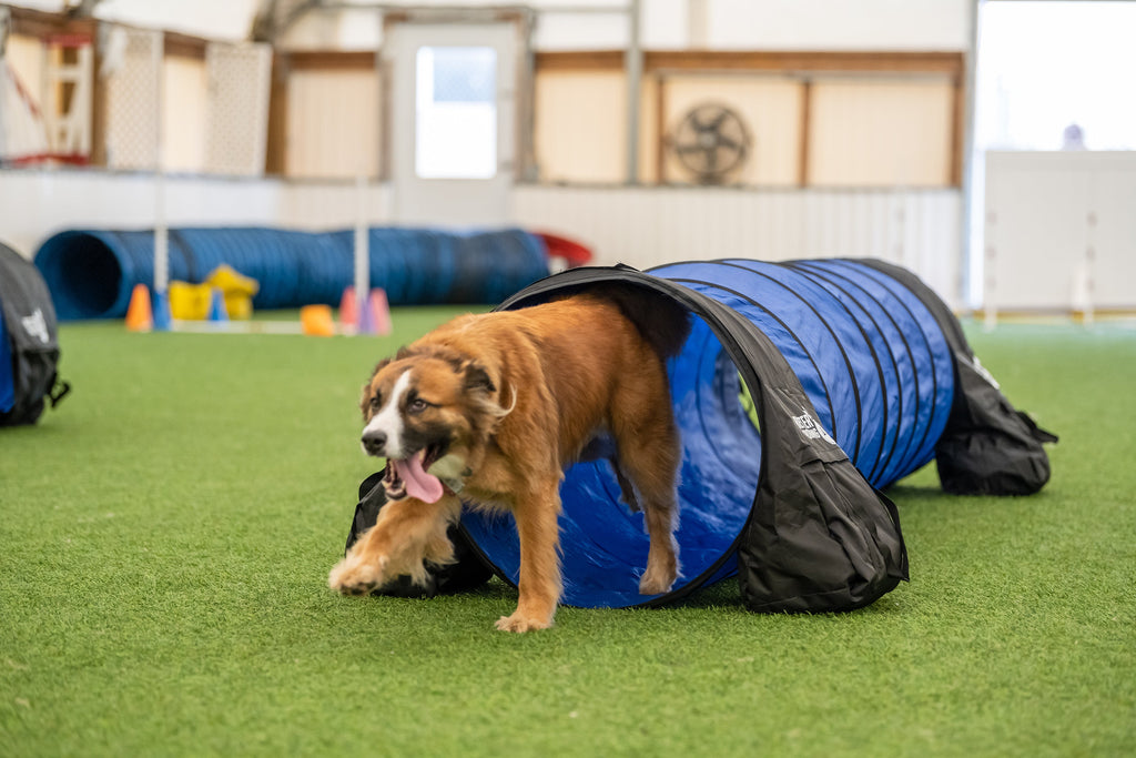 Better Sporting Dogs 7 Piece Dog Agility Equipment Set –  with Jumps, Tunnels, Pause Box & Weave Poles