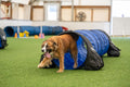 Better Sporting Dogs 10 ft Dog Agility Tunnel with Sandbags – Training Tunnel for Backyard Agility Courses