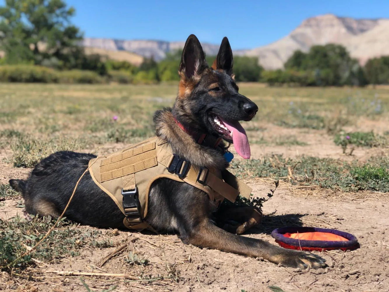 Dog Harness for Large Dogs Collar Leash Molle Pouch Military Harnesses French Bulldog Pet Tactical Training Vest Dog Accessories