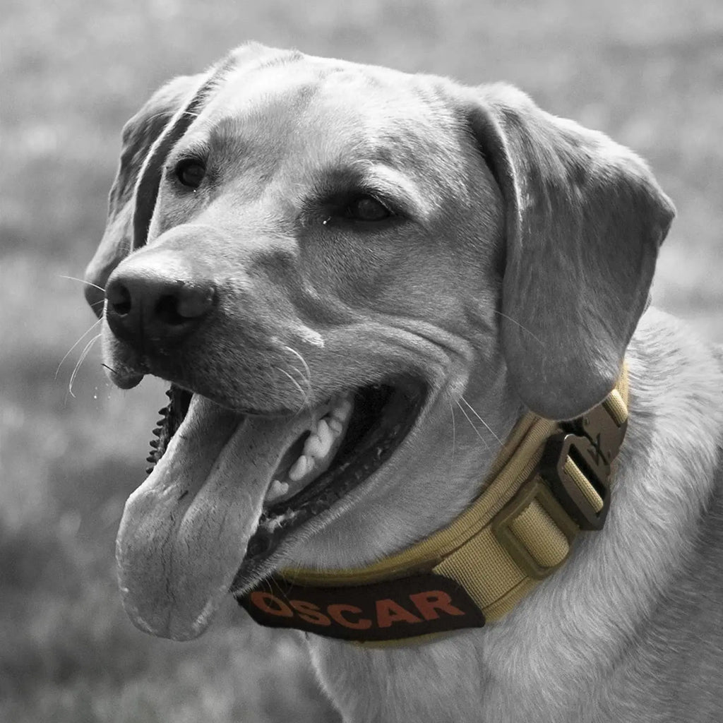 Classic Adjustable Dog Collar, Reflective Training Military Dog Collar, Nylon Heavy Duty Tactical Dog Collar, German Shepherd