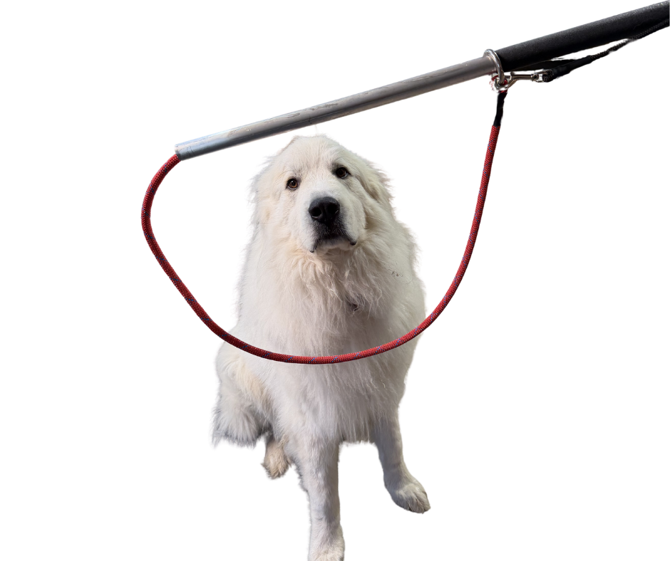 Standard Leash Pole