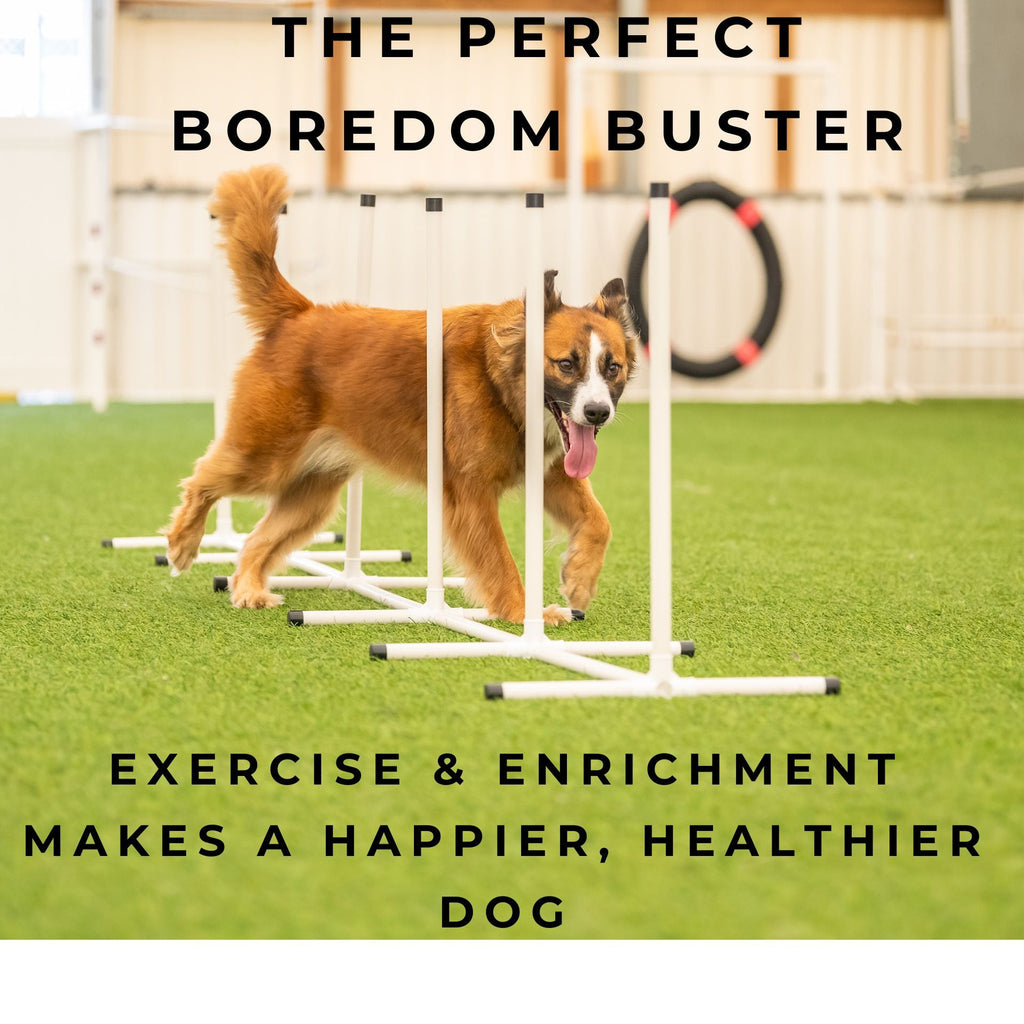 Better Sporting Dogs Upgraded Dog Agility Set – 7 Piece Training Kit with Safety Breakaway Tire Jump, Displacement Bar Jumps, Tunnels, Weave Poles & Pause Box